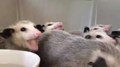 I love possums, but this still a little bit terrifying.
