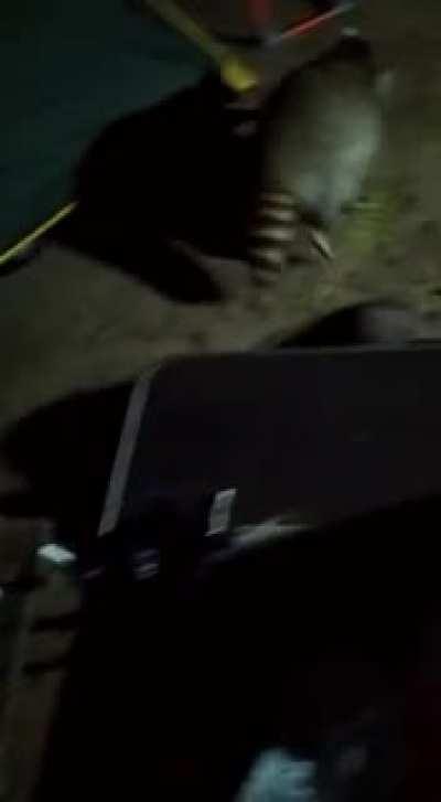 Ночные рейдеры