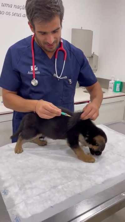 He is an excellent veterinarian