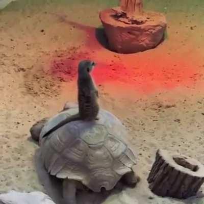 Mobile observation platform