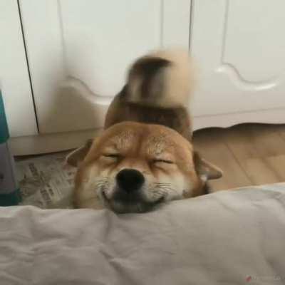 doG thREaTEns a man WitH hOrRIFIc smIle AnD wAkEs HIM uP