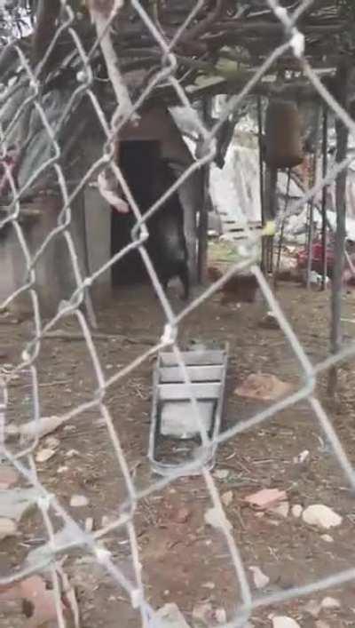 The witch 2 se filma en Argentina