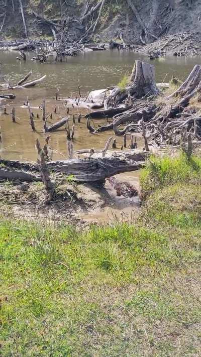 Caminando por el bosque 