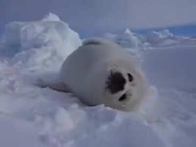 A Cute Baby Seal Pup