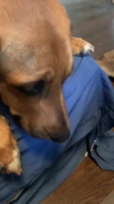 Decided to record my dog for my fiancé because he was making a strange noise...