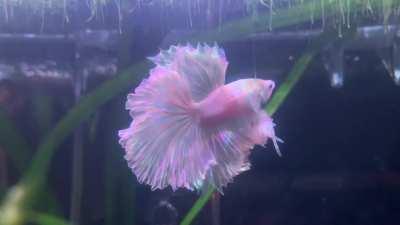 My beautiful boy, kakashi ❤️ he's a lovely white color and looks stunning in the light :)