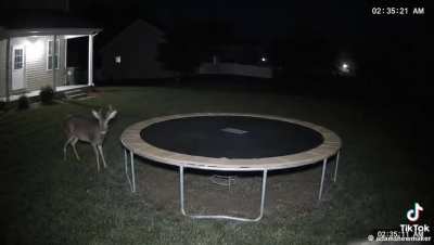 Trampoline