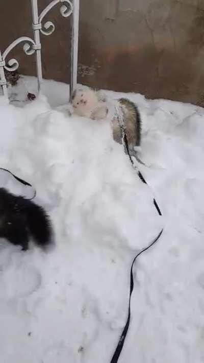 my two chonks playing in the snow! Loki loves being 