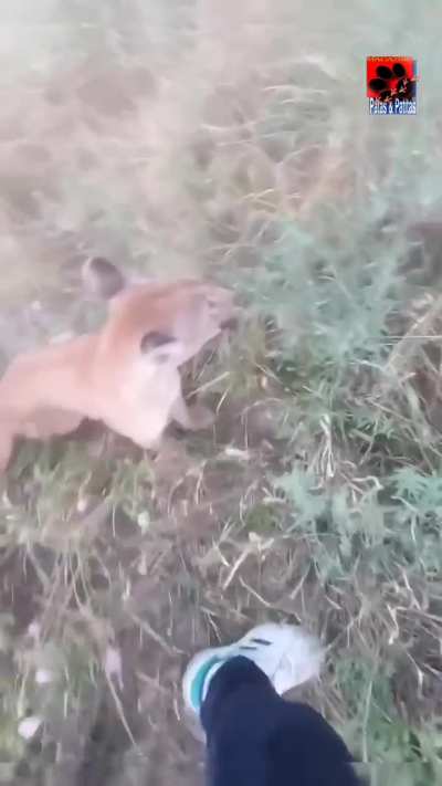 Motociclistas viajaban por rutas santiagueñas y un pumita se les acercó buscando contacto