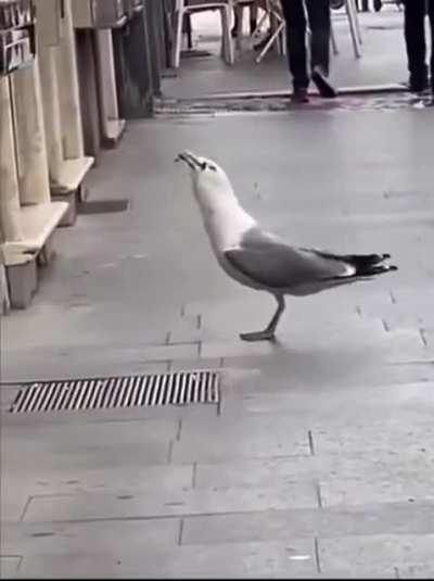 Thanks I hate seagull eating rat