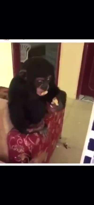 Chimpancé marihuano flexing