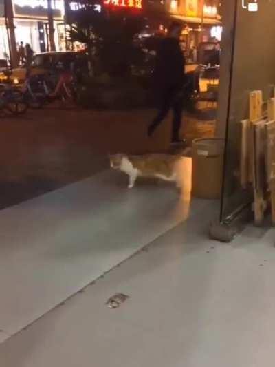 Michael jackson cat😎.