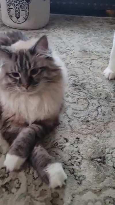 A well respected cat about his day