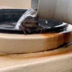 Happy froggo enjoys the welcomed rain showers in Queensland