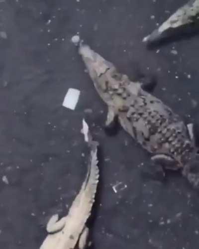 Chalk it up as a loss