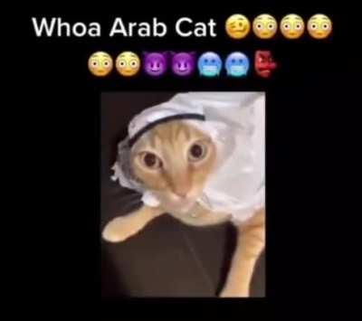 Halal cat 😇😇😇😇😇😇😼😼😼😼😼😼😷👽🤒🙀🤡🤝😈😹🤠🤖☠️😺🤠👹🤠😽👽🤕🤑🤒👻😈😾👹
