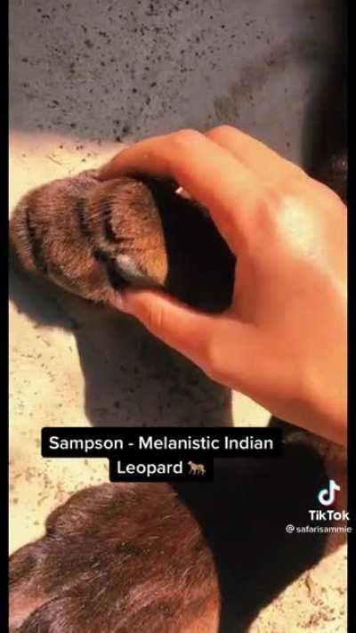 @safarisammie on tiktok