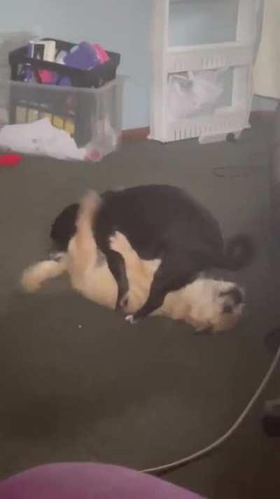 Kiki and Leo, without fail, 69 every afternoon at about 3:30