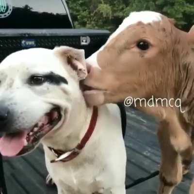 When grass dog meets dottie dog