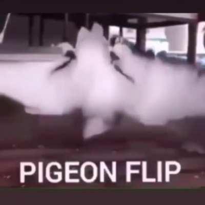 Pigeon flip👌