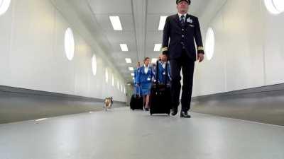Dog works at airport returning passengers lost items.