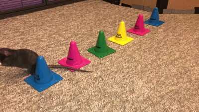 My adorable pet rat Donut weaving between cones!