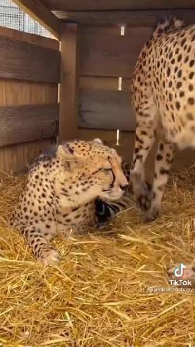 A bond between two brothers, Kitu and Lavani