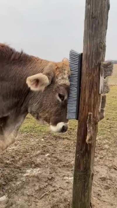 Brushy brushy