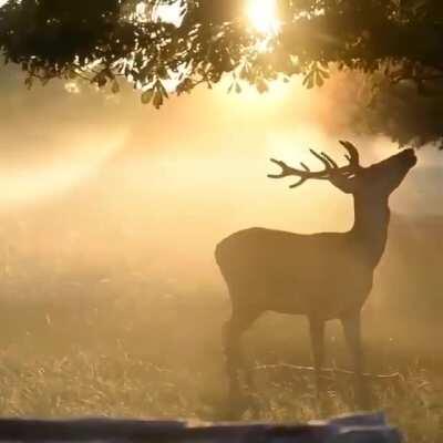 🔥 A gorgeous buck jumping up to grab an apple in the morning rays 🔥