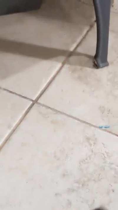 Police interviews cat