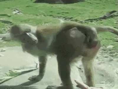 MOnkeyASS