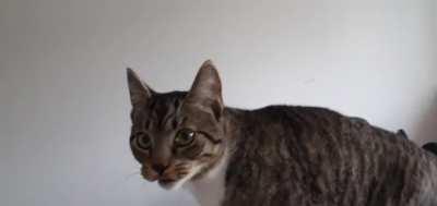 Mochi spotting a fly on the ceiling