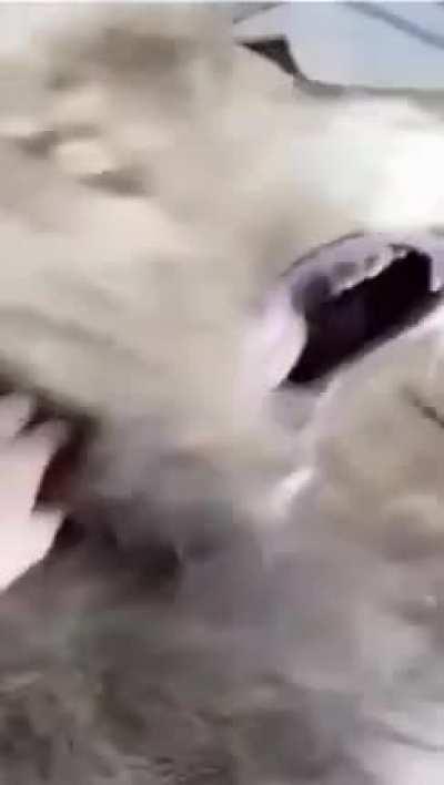 mAn gEtS mAuLd tO dEaTh bY LiOn tHiNkInG iT wAs a sTUfFeD aNiMaL