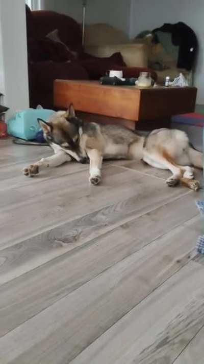 Husky always listen and never argue.