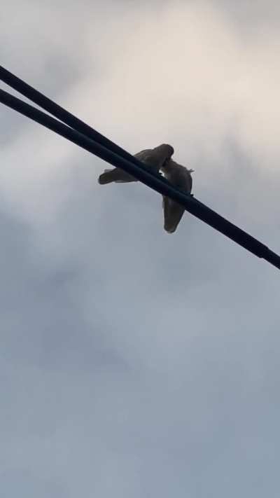 Lovebirds