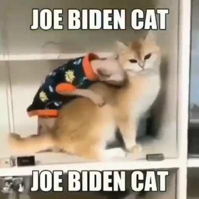 Da Joe Biden Cat
