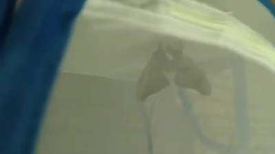 Orospu çocuğu güvelere bak nası sikişiyorlar amk