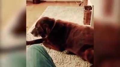 Dog farts, Cat barfs