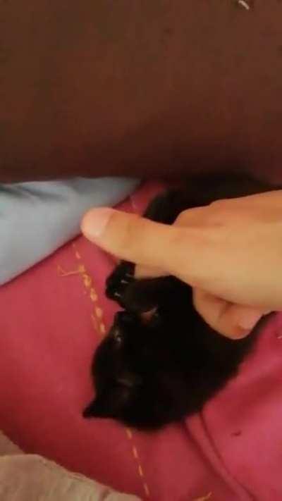 found this kitten in the bottom of a dumpster. This is 2 weeks after. A friend and I decided to call him Disco Stu