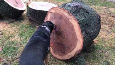 He loves when there's a freshly cut tree on our walk. NOT the first time he's done this.