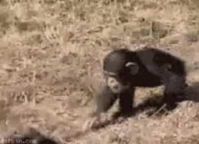 monke bullying (not okay)