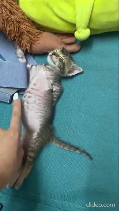 Heil Dear Leader Spez & cats