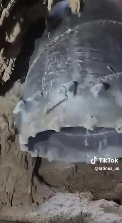 Que no hay ecocidio por el Tren Maya 🤔