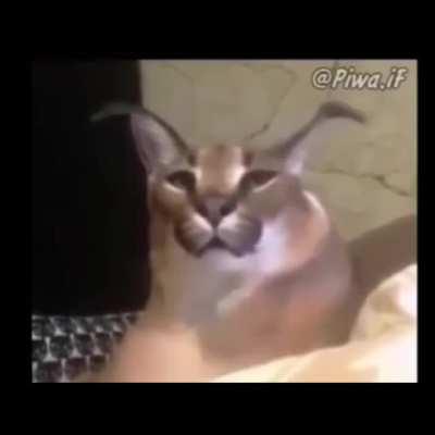 Funky Synth Beat in this Discord meme?