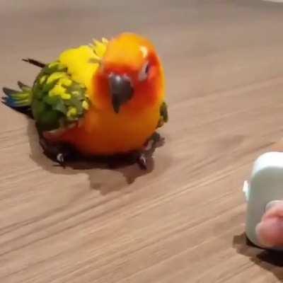 Birb