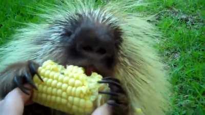 I had no idea porcupines made noises like this