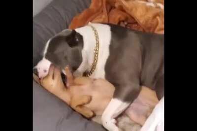 Much scary. Very danger.