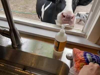 Jenna coming up to the window for a snack at Life With Pigs Farm Animal Sanctuary