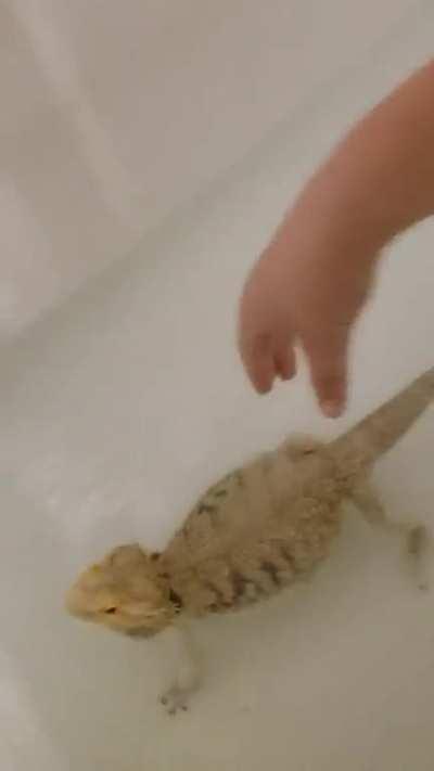 Jabba just loves swimming. She used to jump right in whenever she saw water. She's getting a bit old, but still loves to swim <3