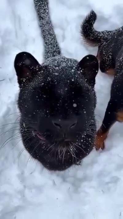 They are simply enormous felines 😂.